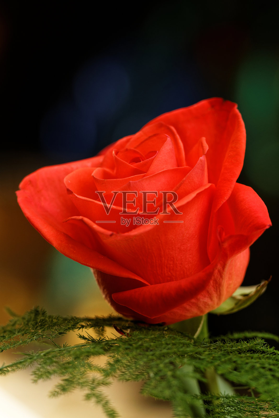 花园里盛开的红玫瑰照片摄影图片