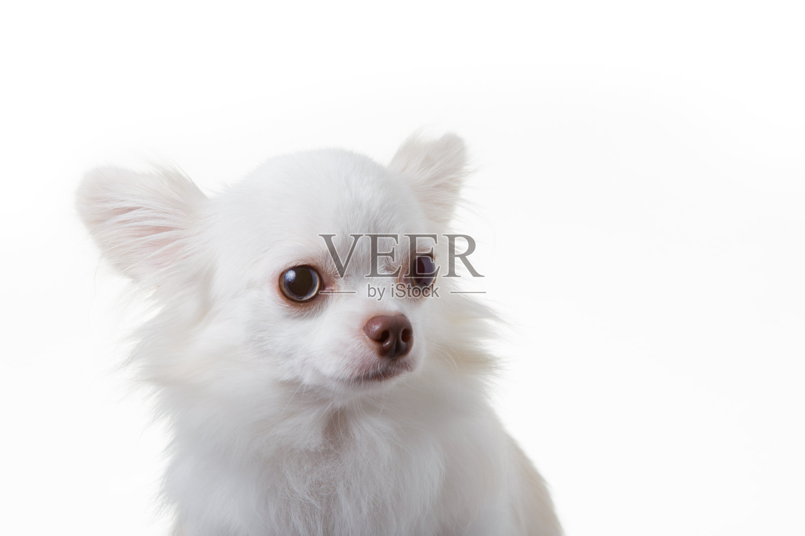 吉娃娃照片摄影图片