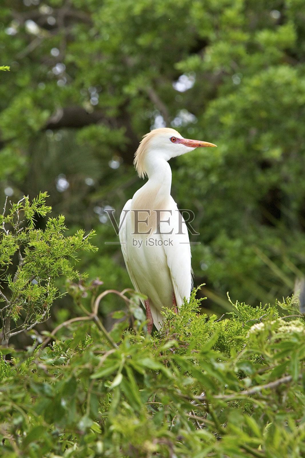 白鹭、牛照片摄影图片