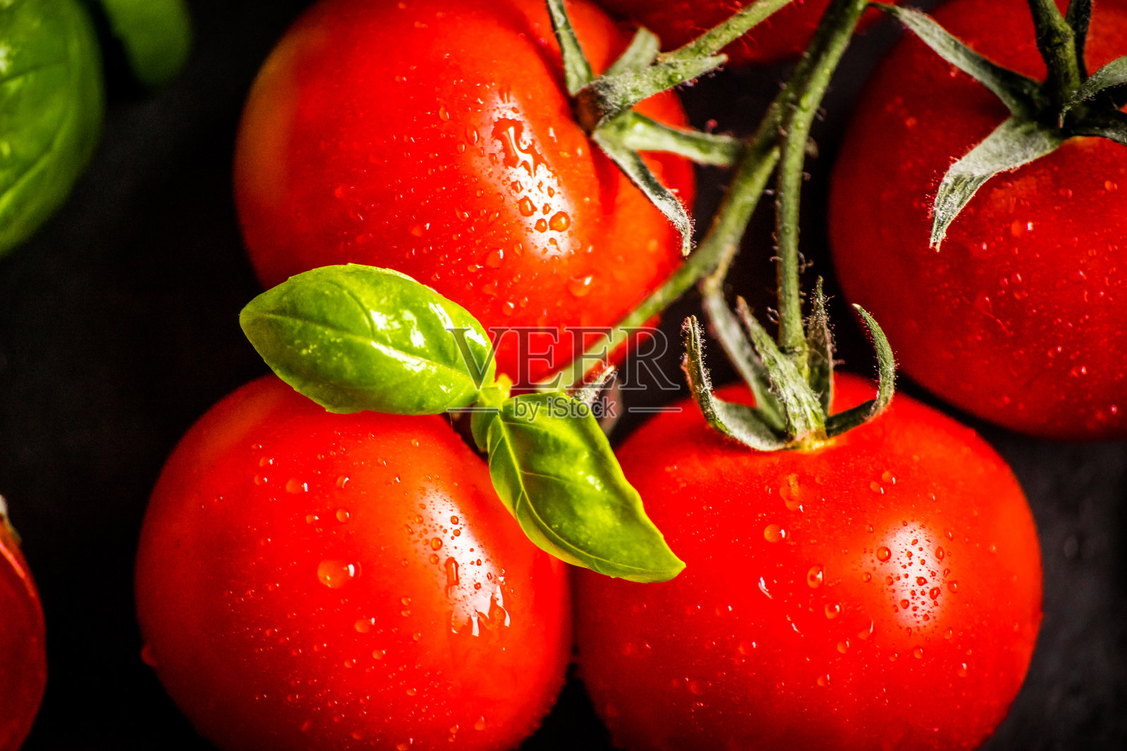 葡萄藤上的圣女果照片摄影图片