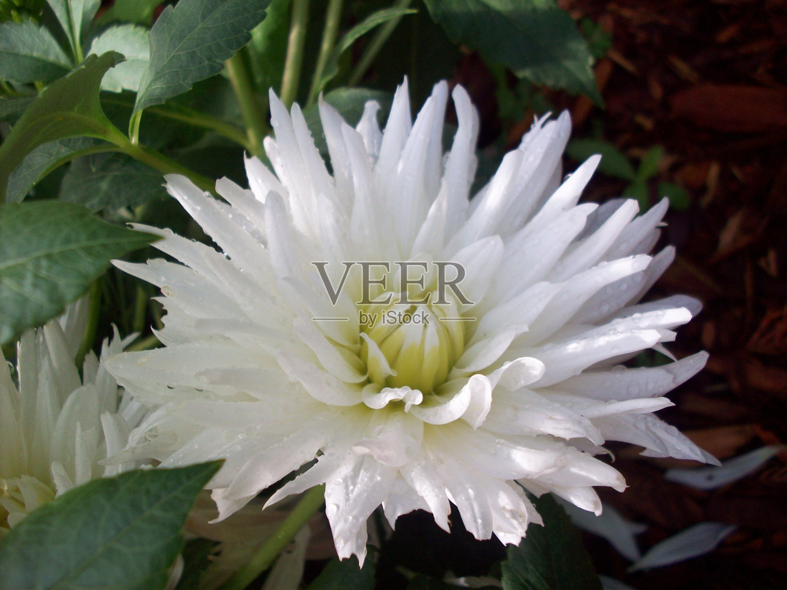 大丽照片摄影图片