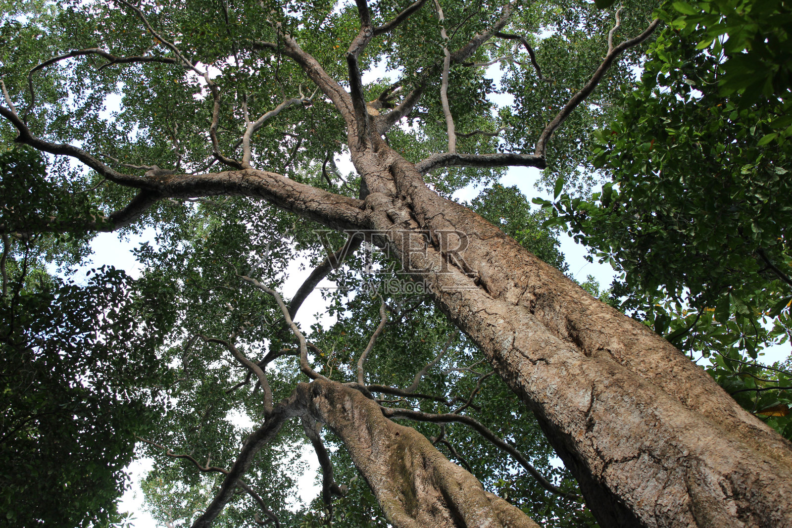 树顶照片摄影图片