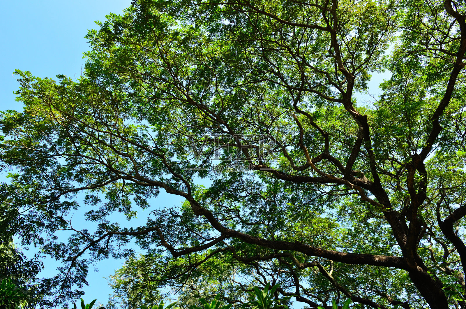 森林里的一棵大树照片摄影图片