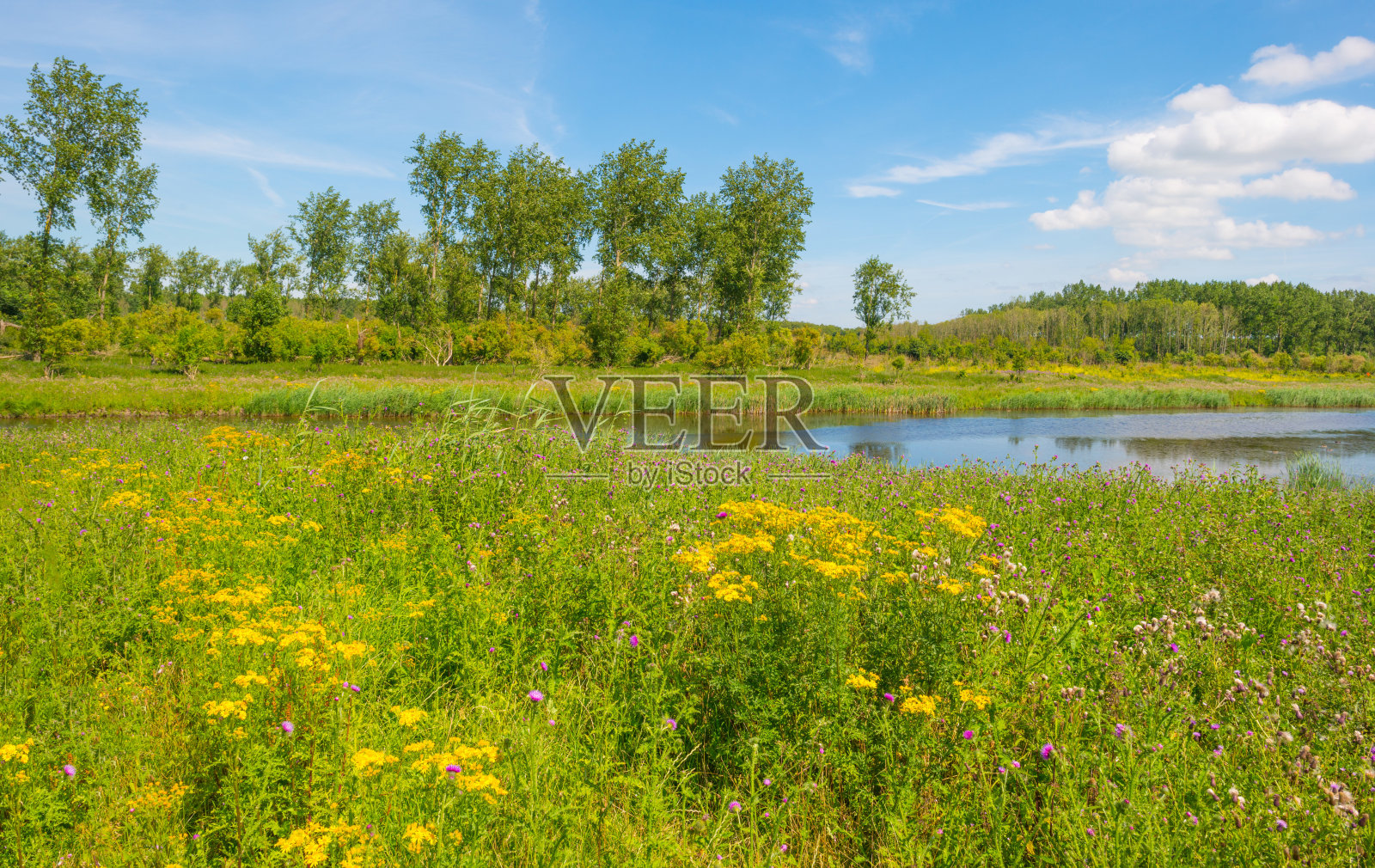 湖边开着野花照片摄影图片