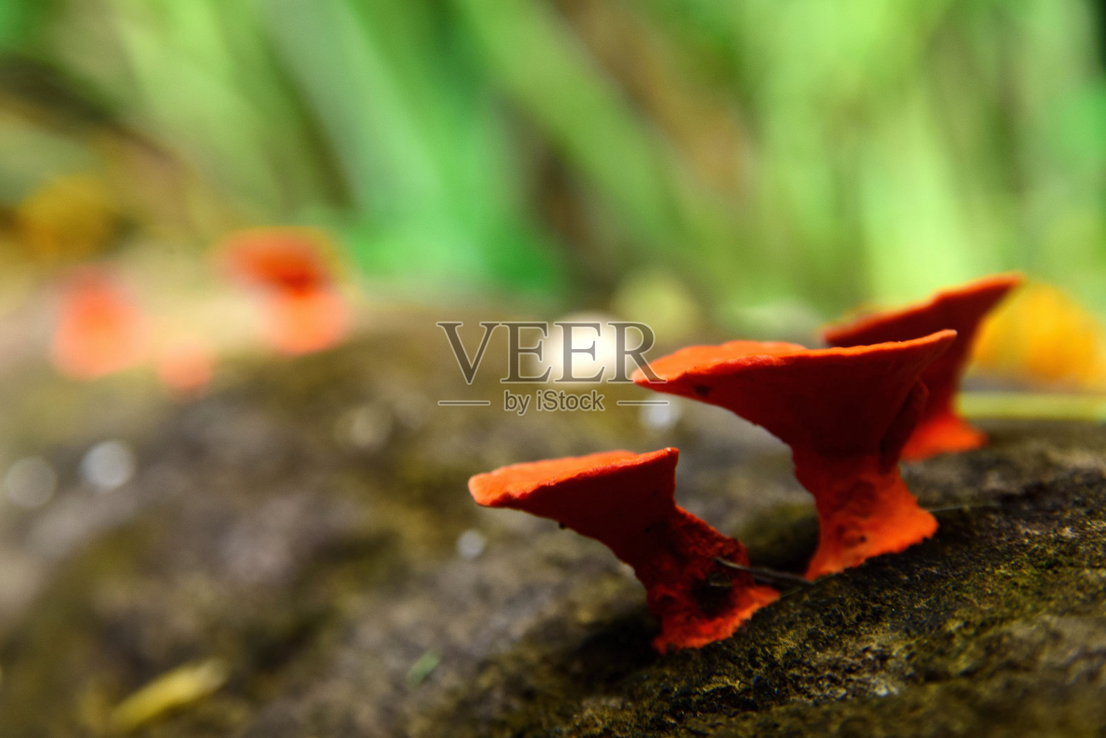 宏的小蘑菇照片摄影图片