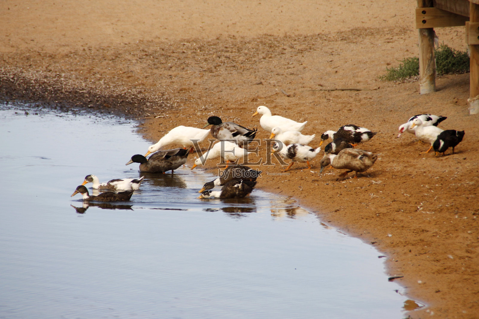 池塘里的一群鸭子照片摄影图片
