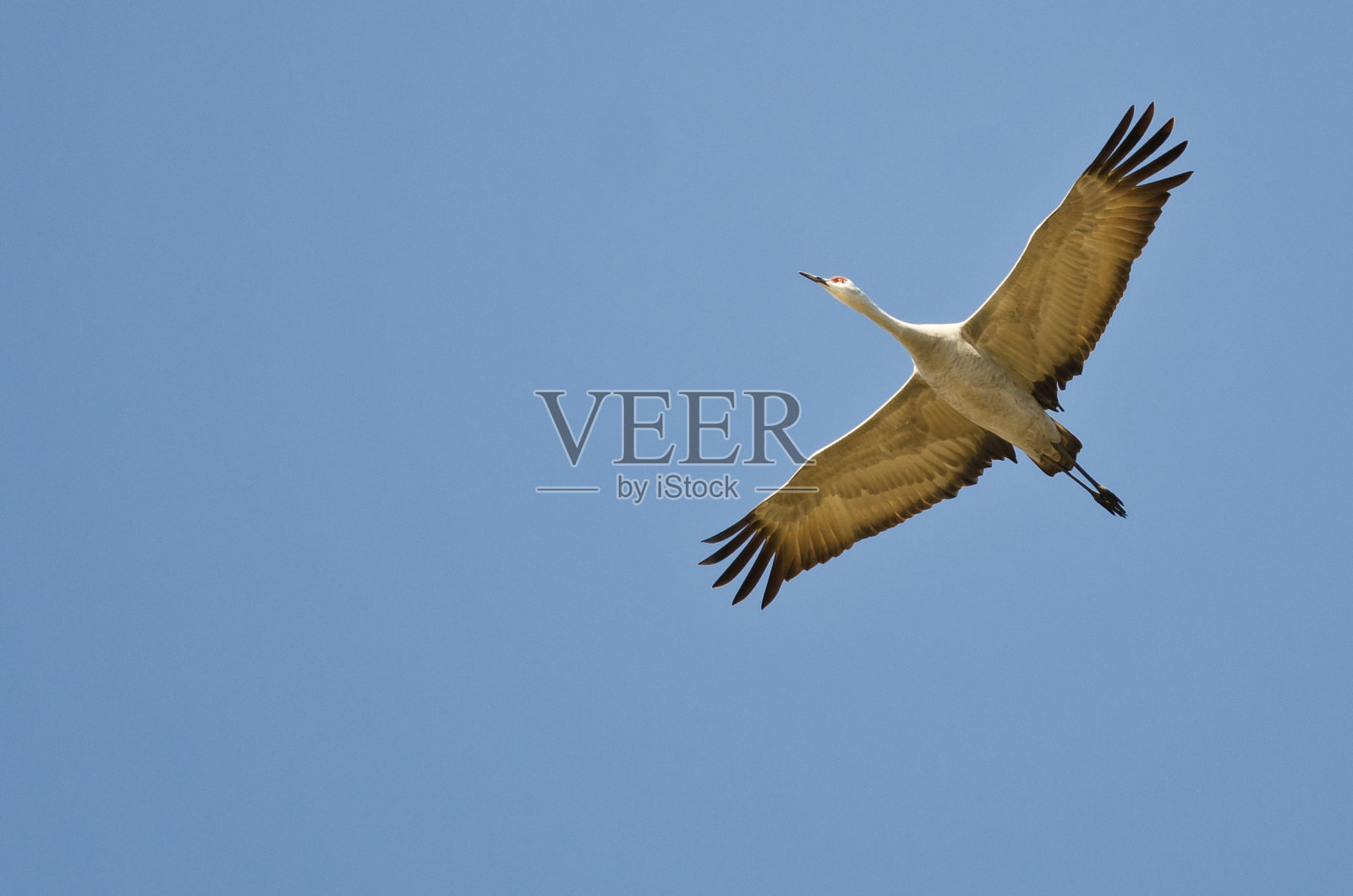 孤独的沙丘鹤在蓝天飞翔照片摄影图片