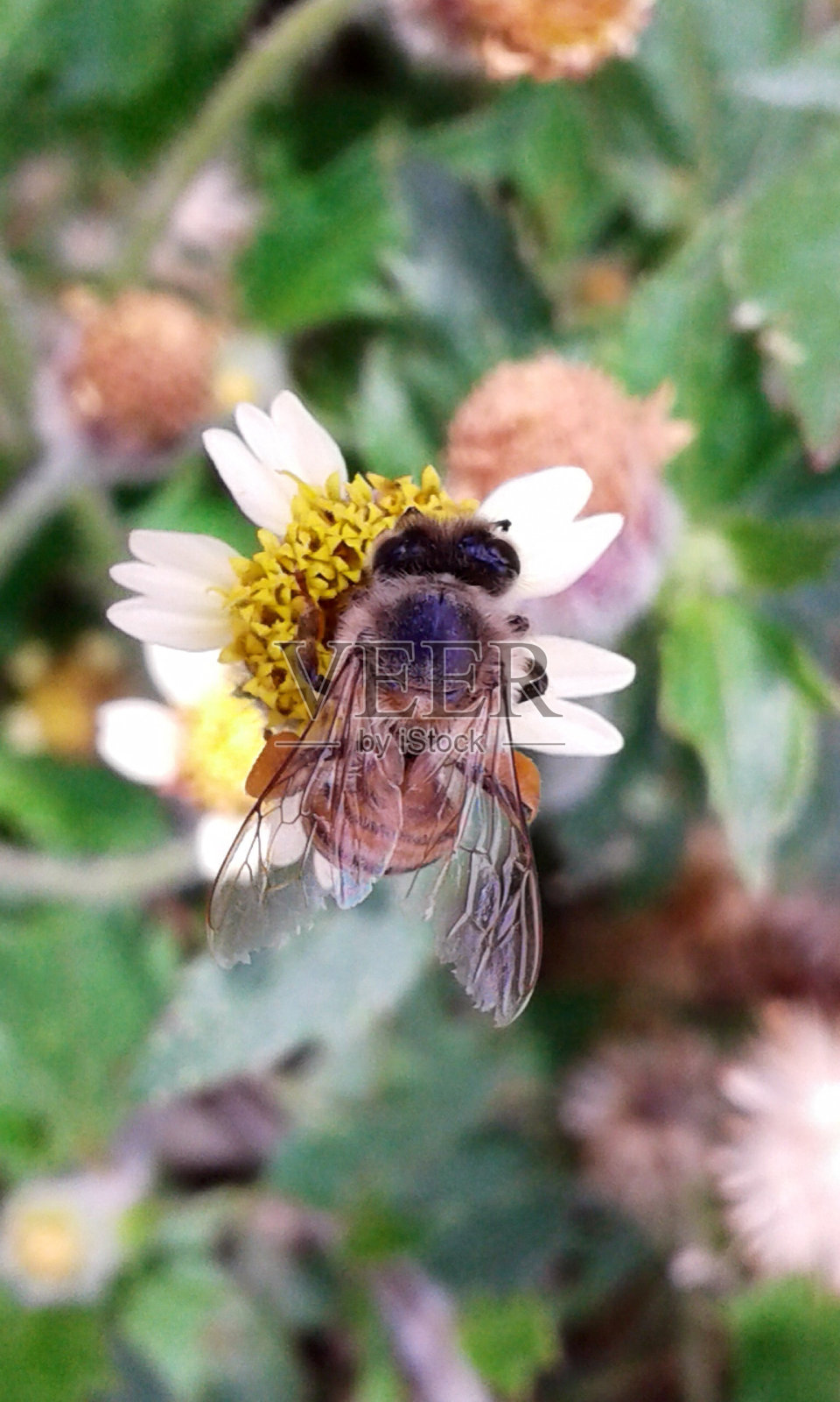 蜜蜂。照片摄影图片