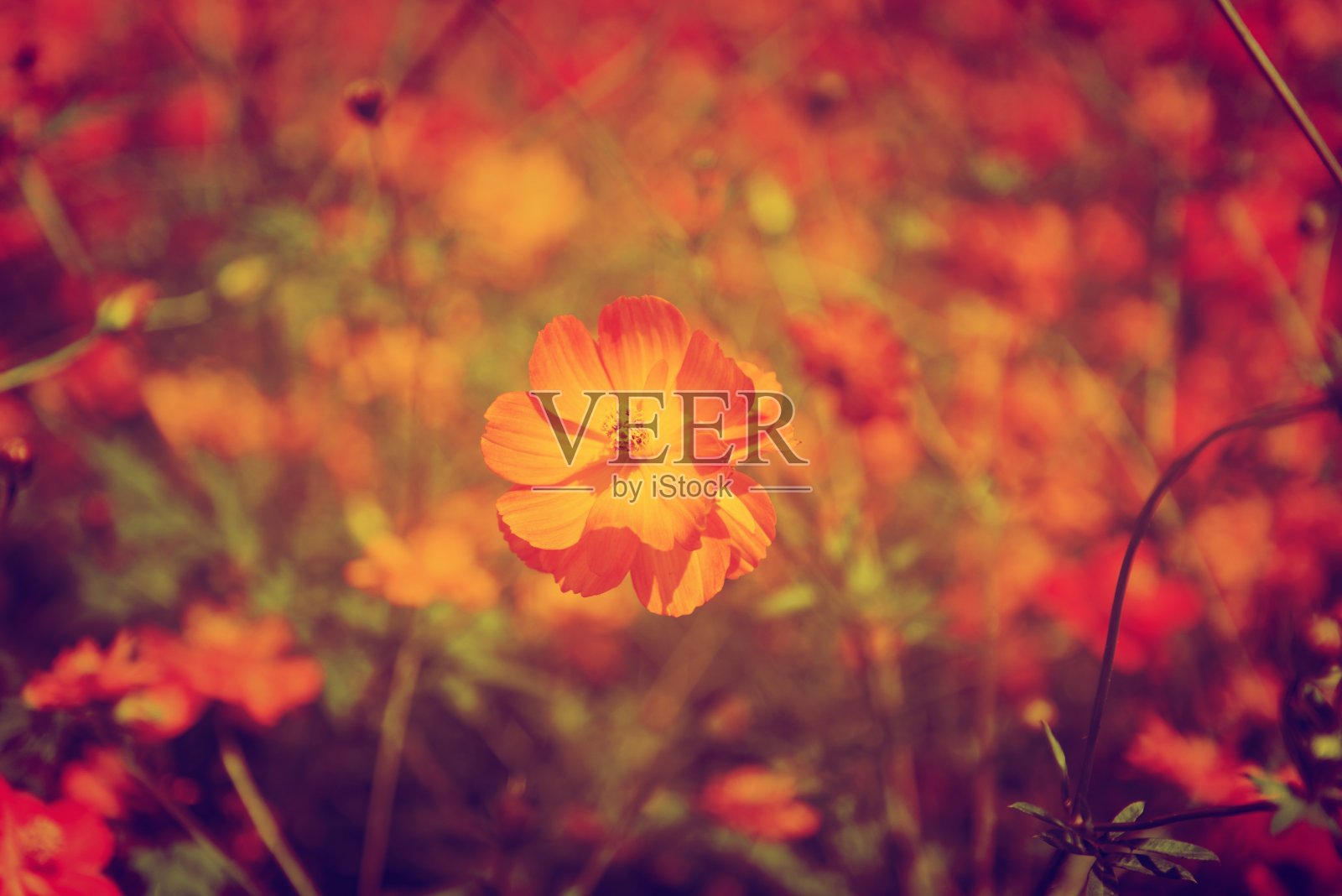 万寿菊黄色美丽的流行作物。照片摄影图片