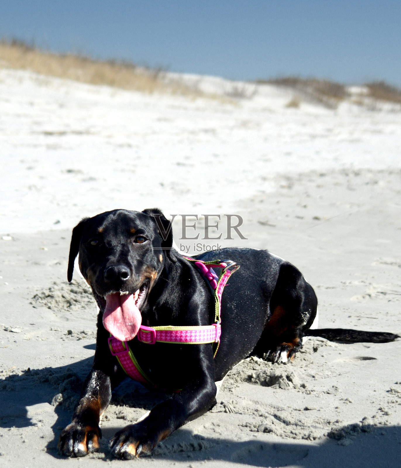 黑狗在海滩上休息照片摄影图片