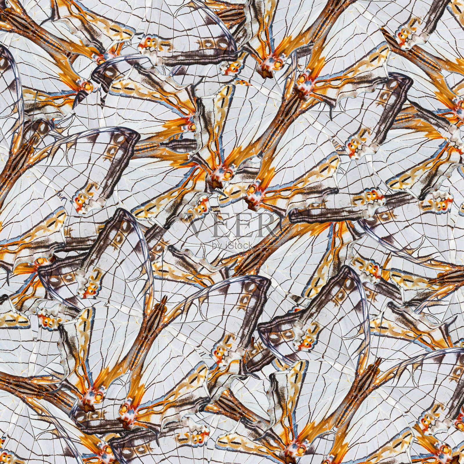 白色和橙色背景来自普通的地图蝴蝶照片摄影图片