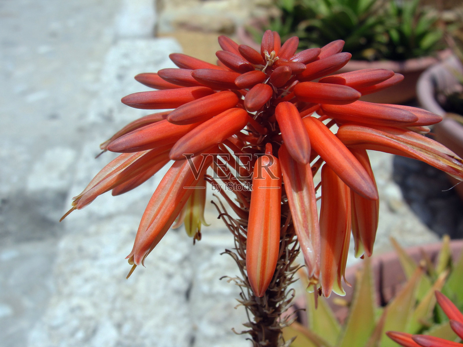 西西里岛的芦荟花照片摄影图片
