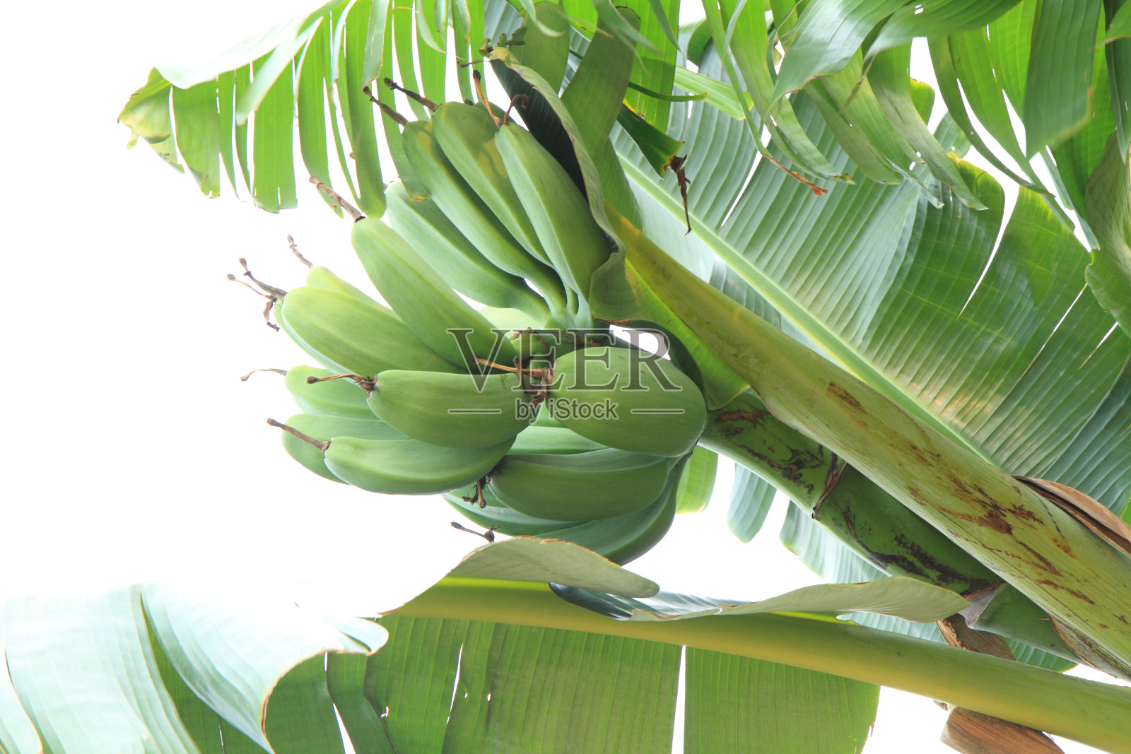 香蕉树照片摄影图片