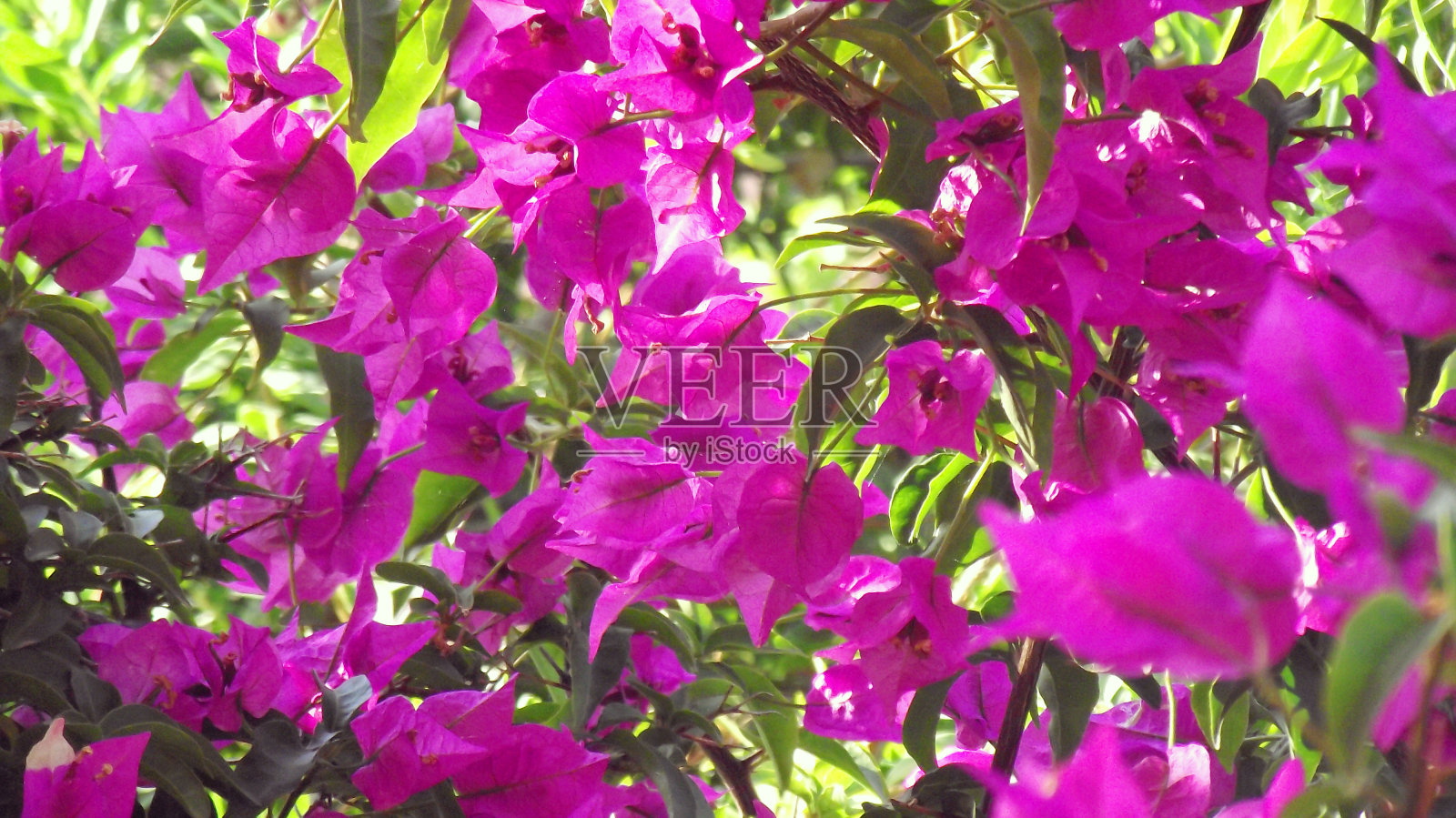 紫色的花-九重葛照片摄影图片