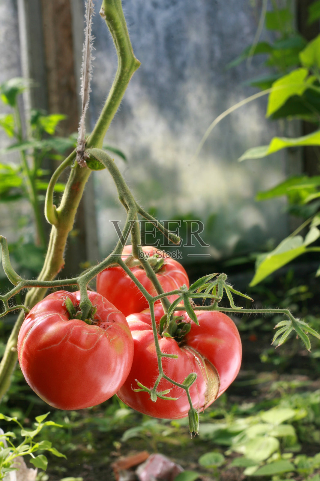 布什和番茄照片摄影图片