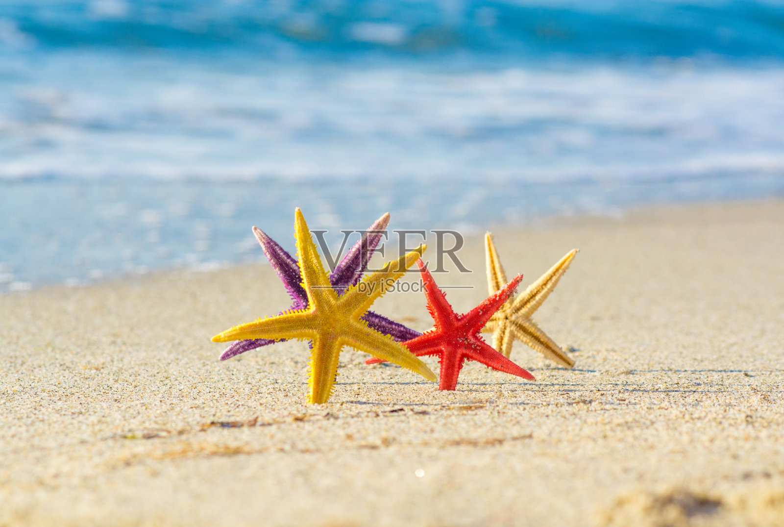 快乐的海星照片摄影图片