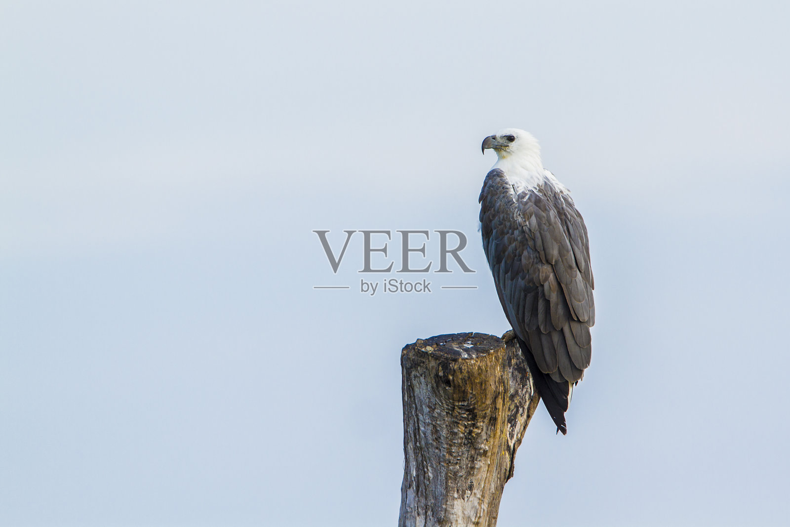 斯里兰卡波图维尔的白腹海雕照片摄影图片