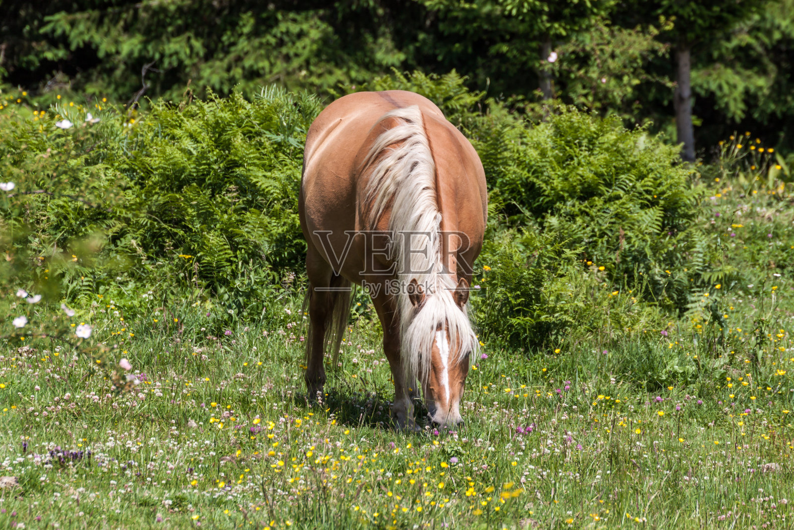 哈夫林格照片摄影图片