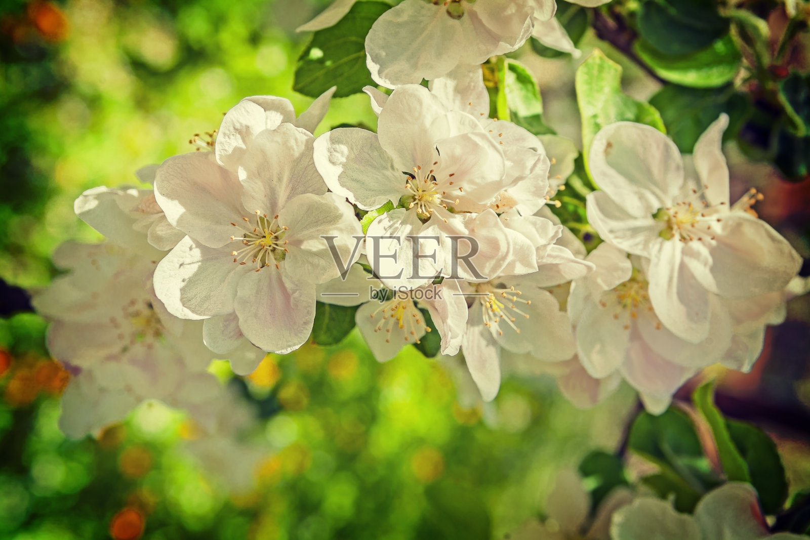 白色的花盛开的苹果树近距离观看instagram照片摄影图片