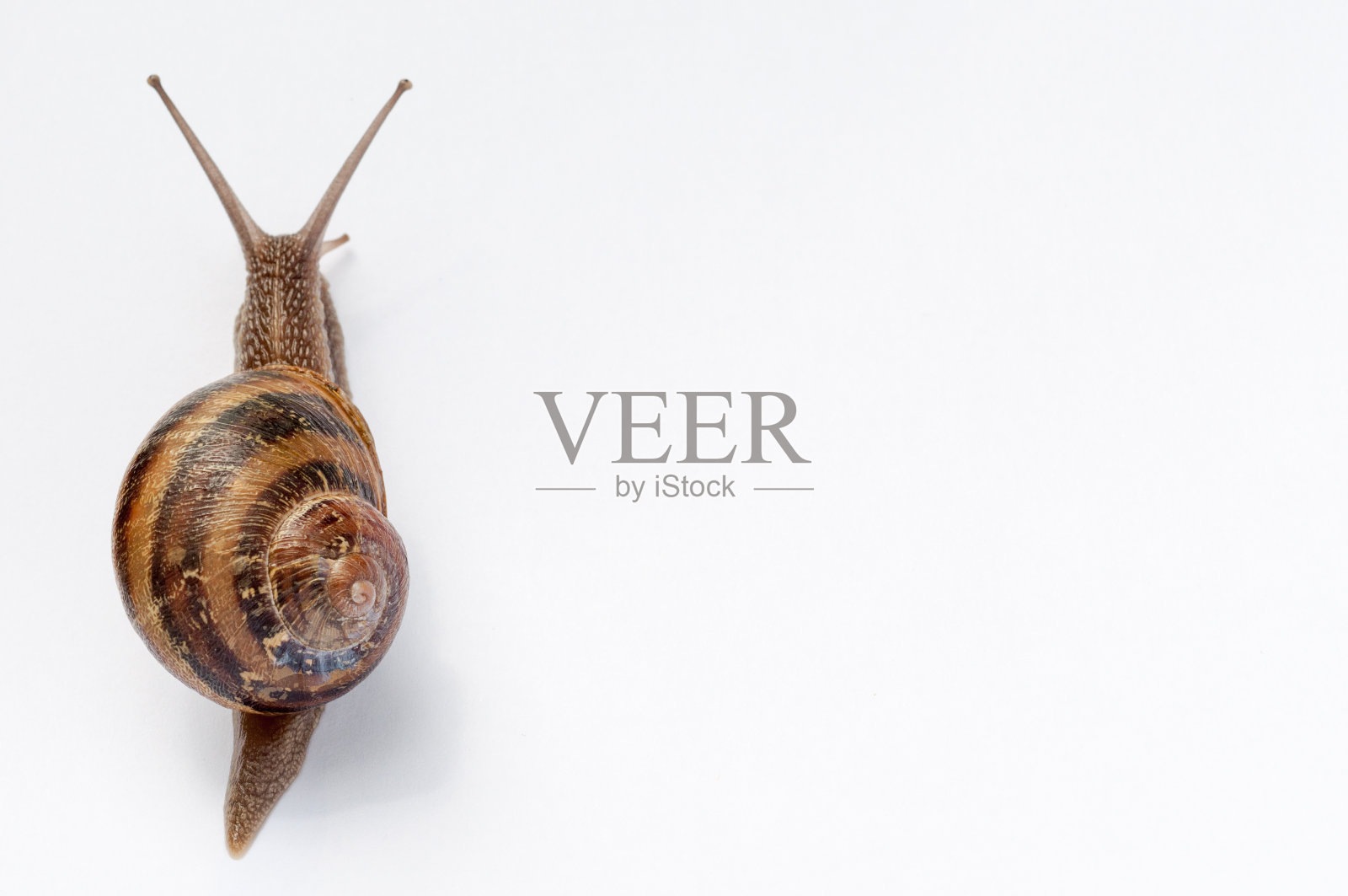 蜗牛照片摄影图片