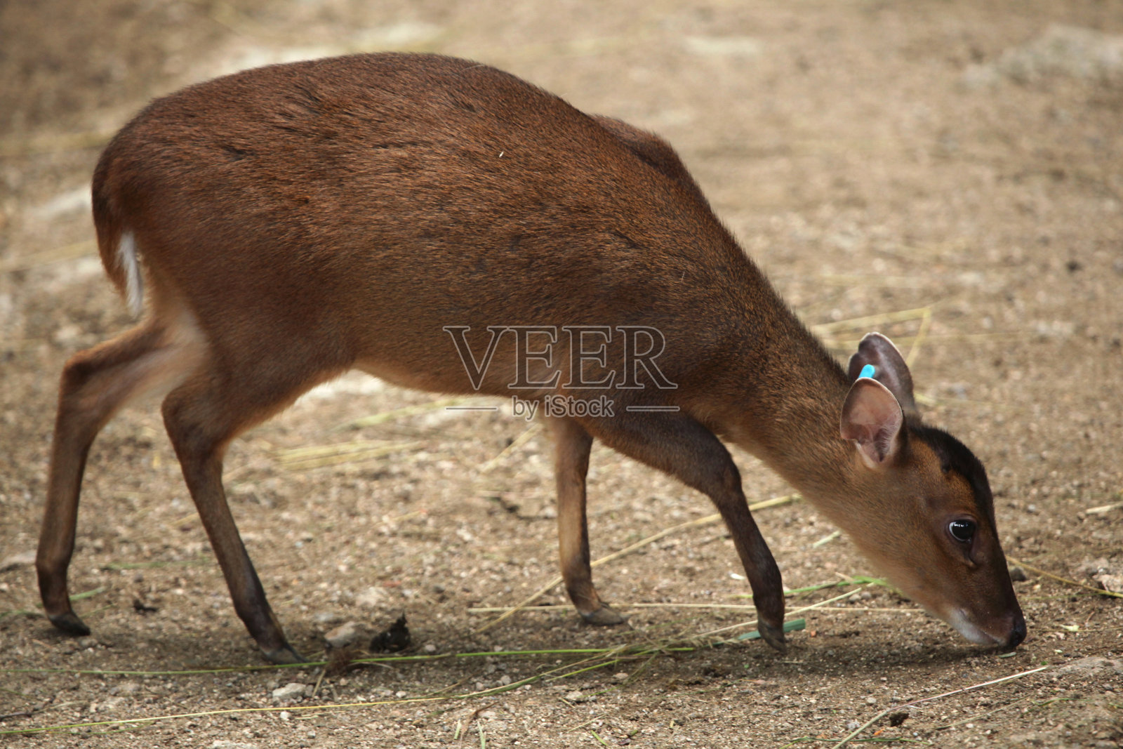 中国蒙贾克（蒙蒂亚库斯·里维西）。照片摄影图片
