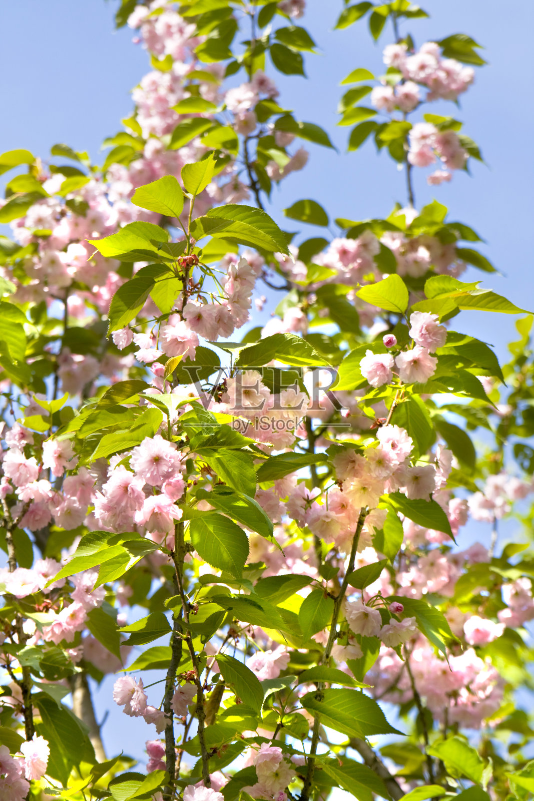 粉红色的日本鸟樱桃树照片摄影图片