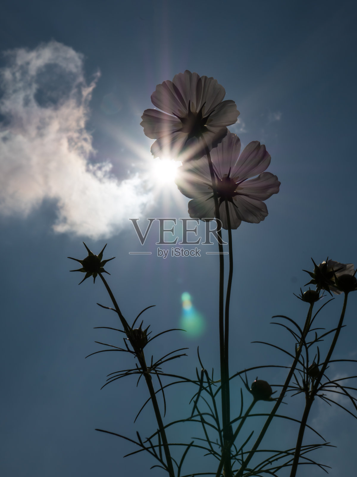 宇宙的花照片摄影图片