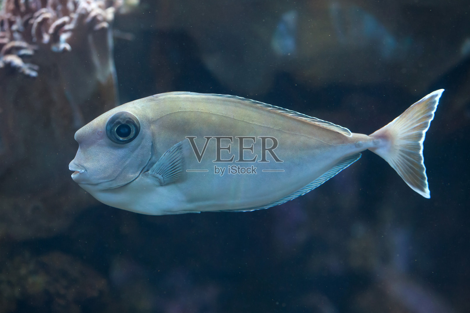 独角兽鱼。照片摄影图片