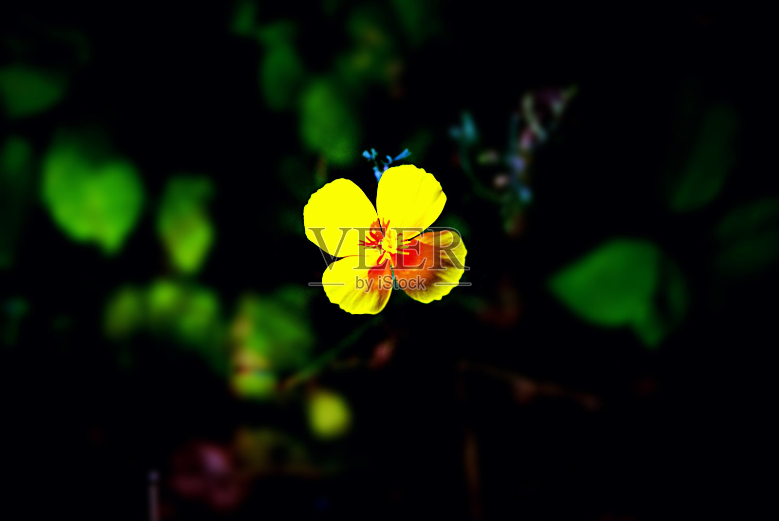 毛茛属植物的黄色照片摄影图片