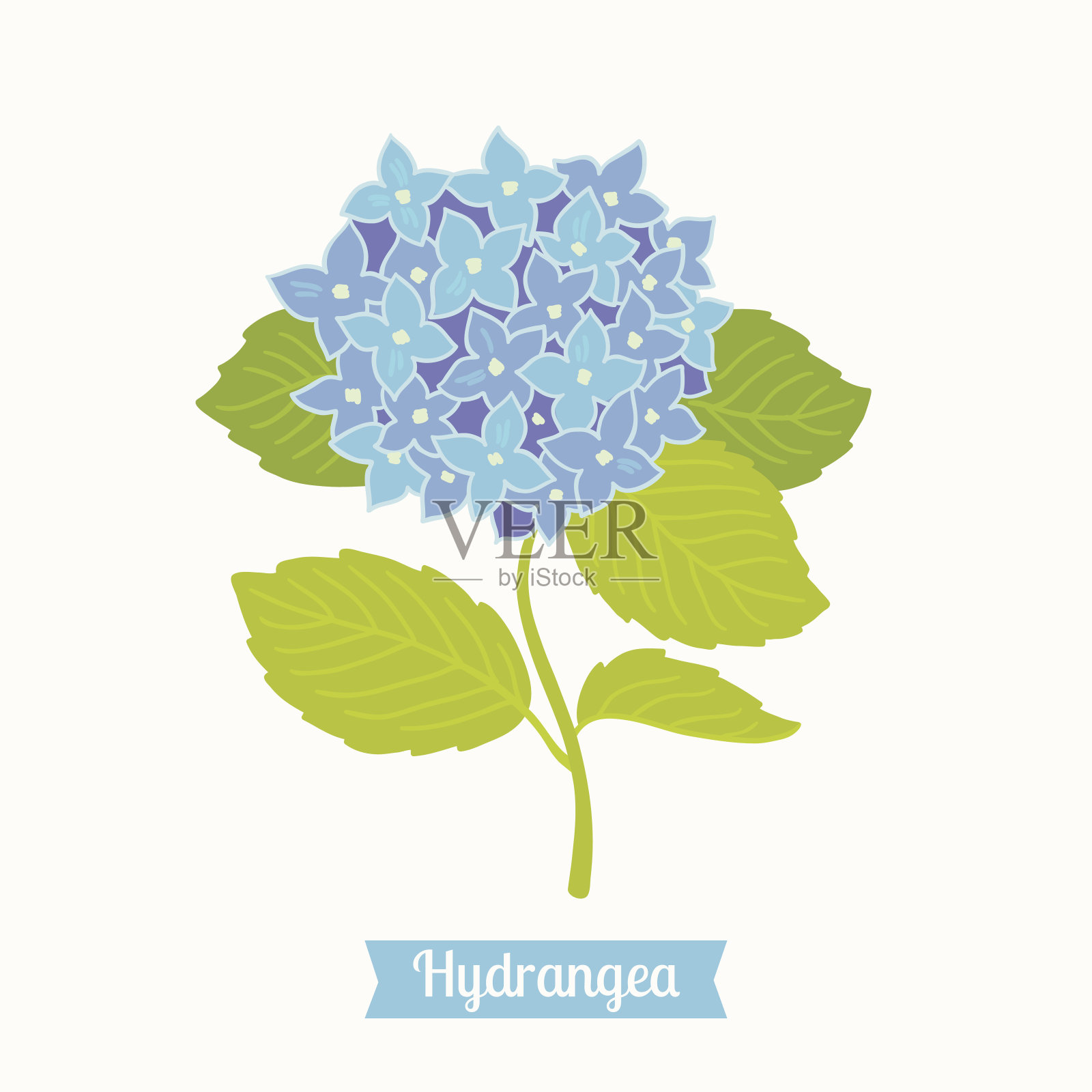 花的贺卡。H的绣球花插画图片素材