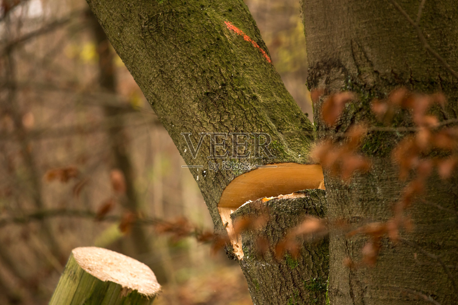 树砍倒照片摄影图片
