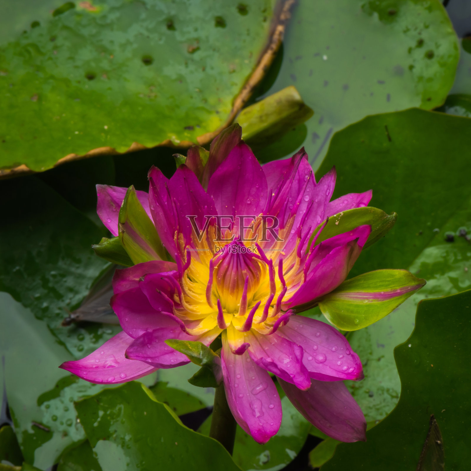 美丽的粉红色睡莲经过干燥照片摄影图片