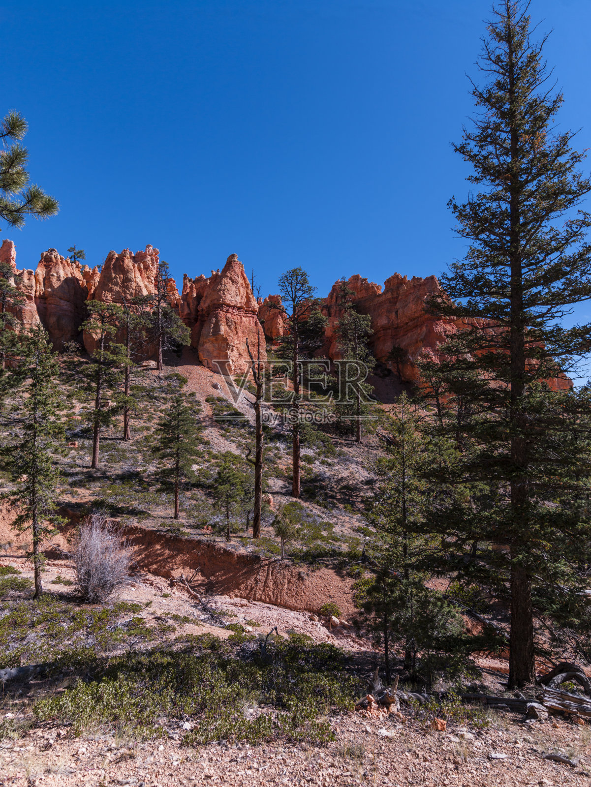 布莱斯峡谷国家公园(犹他州，美国)。的布莱斯Amphiteater照片摄影图片
