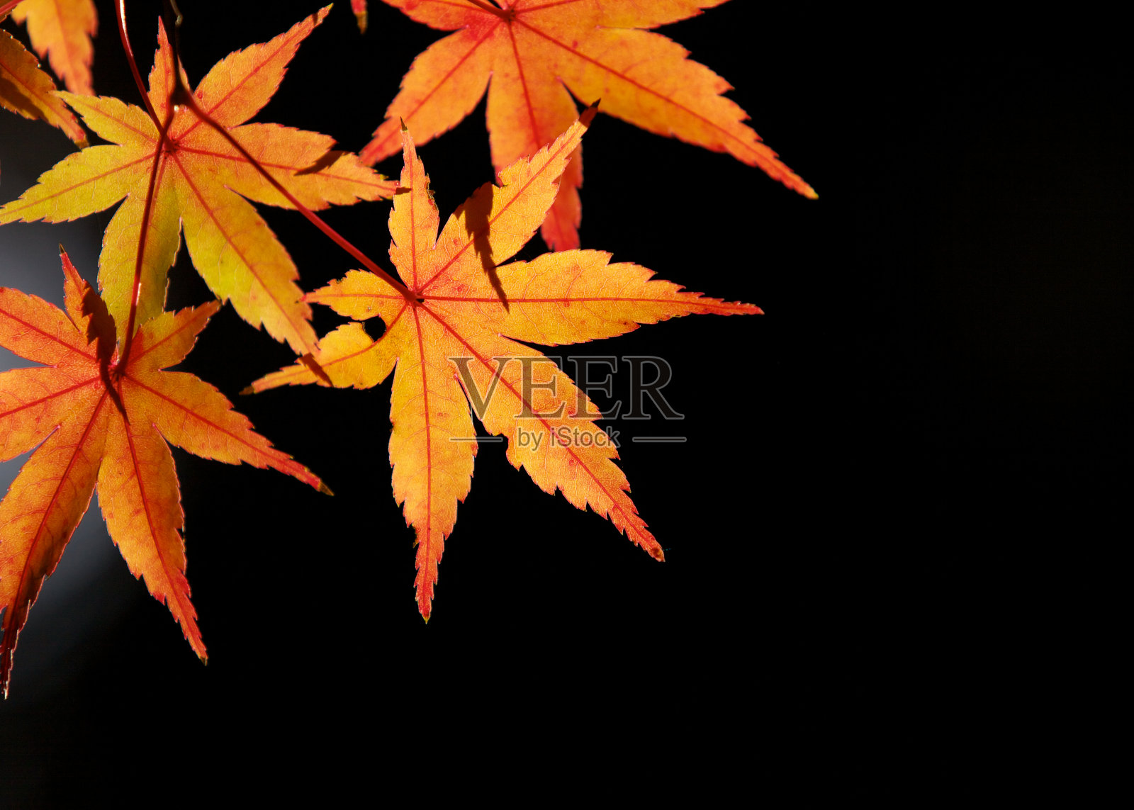 橙色的秋叶照片摄影图片