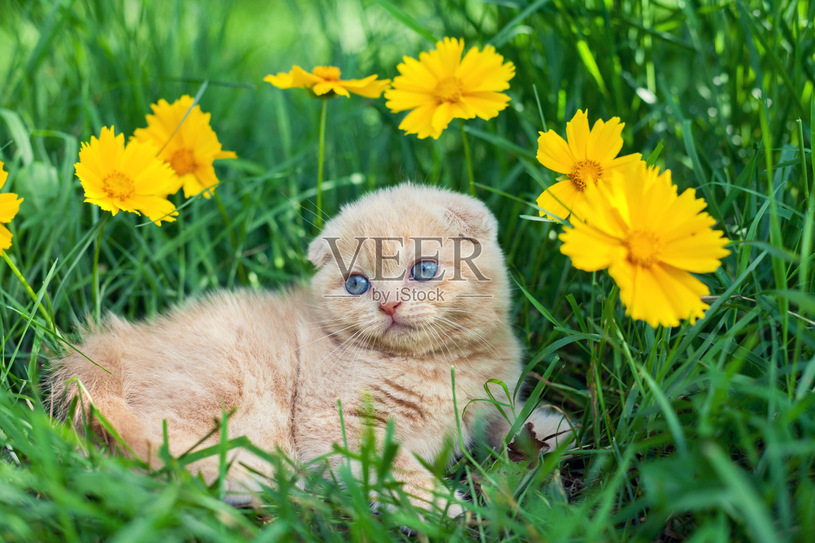 可爱的小猫坐在花草地上照片摄影图片