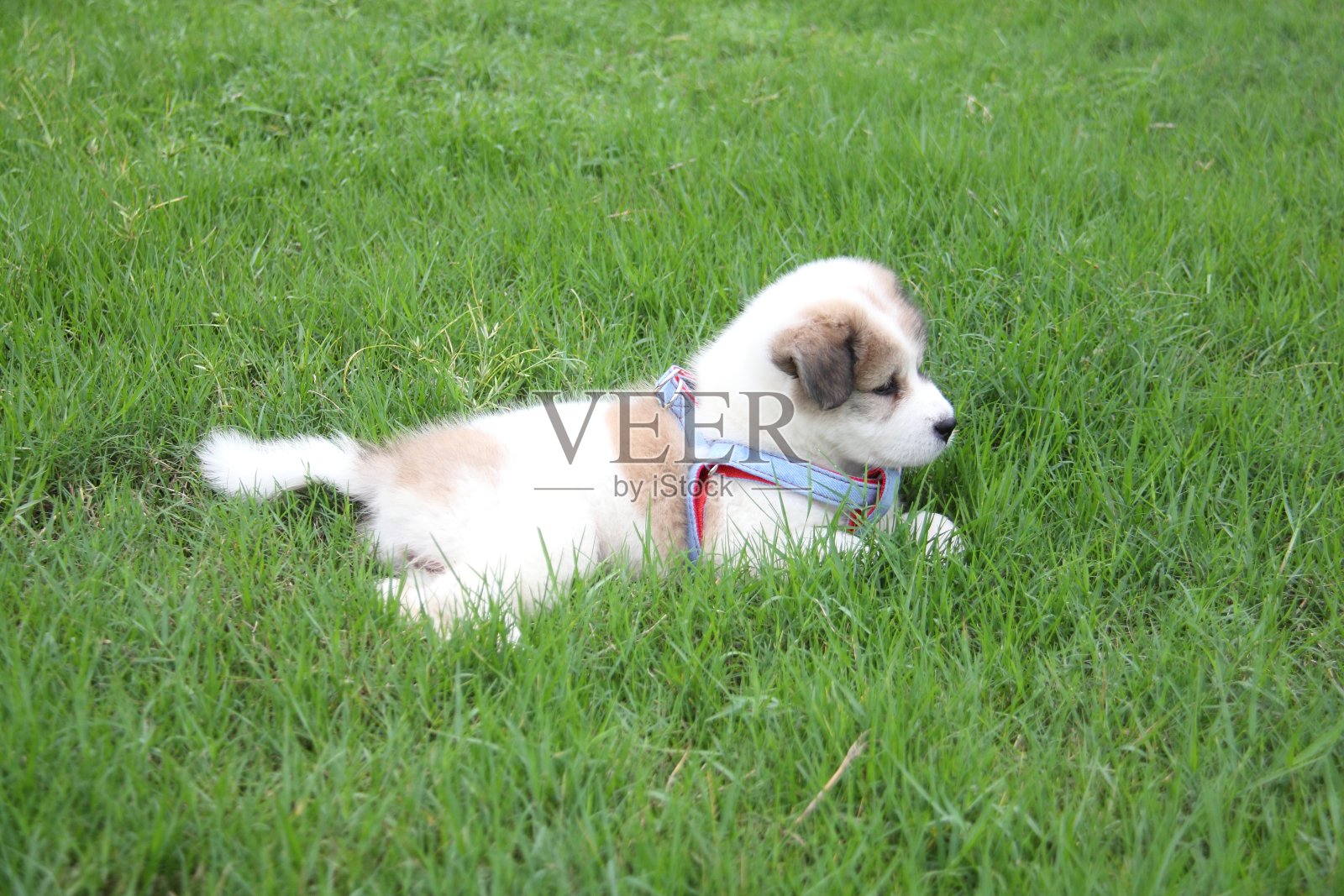 小狗在草地上休息照片摄影图片