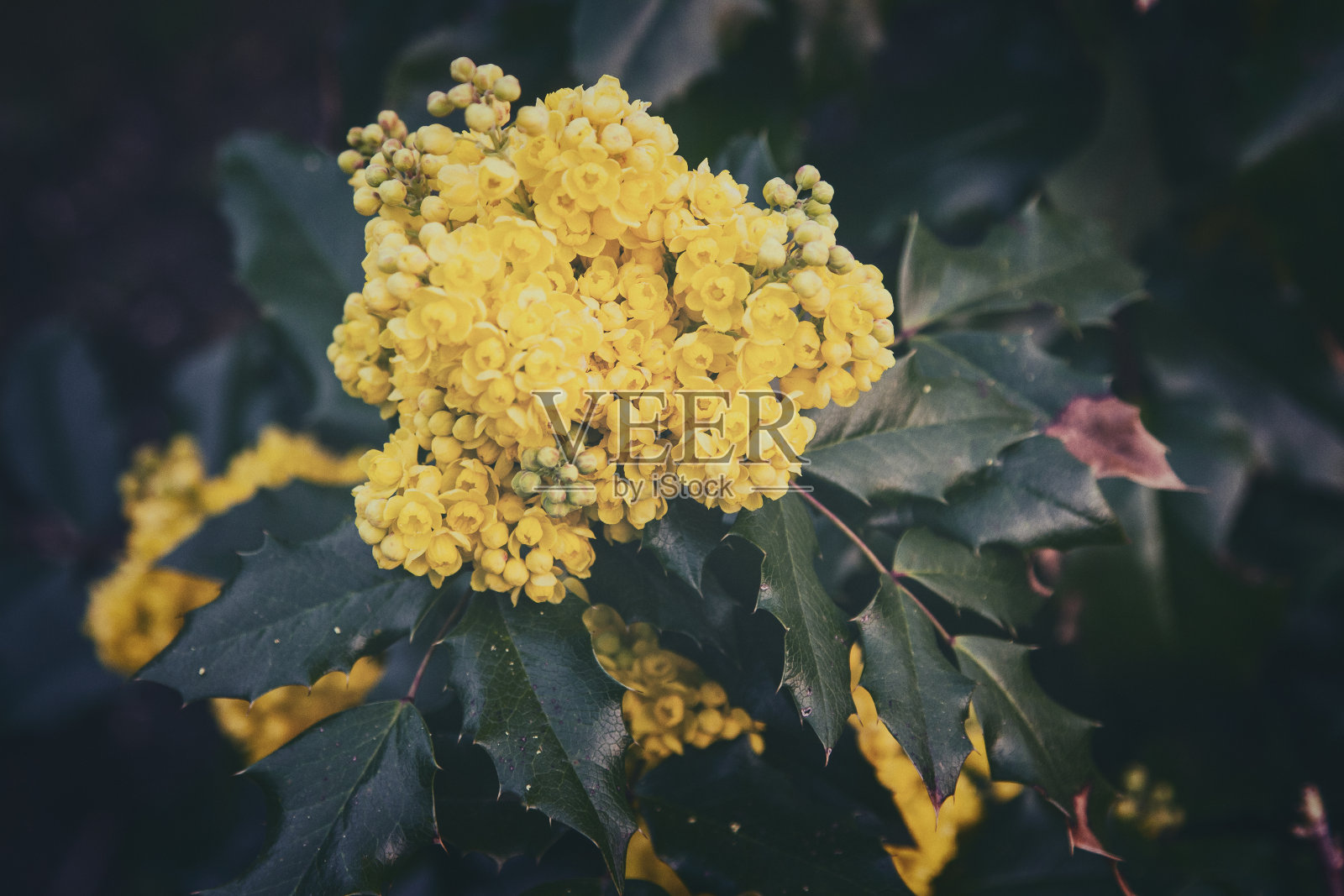 黄花九轮草盛开照片摄影图片