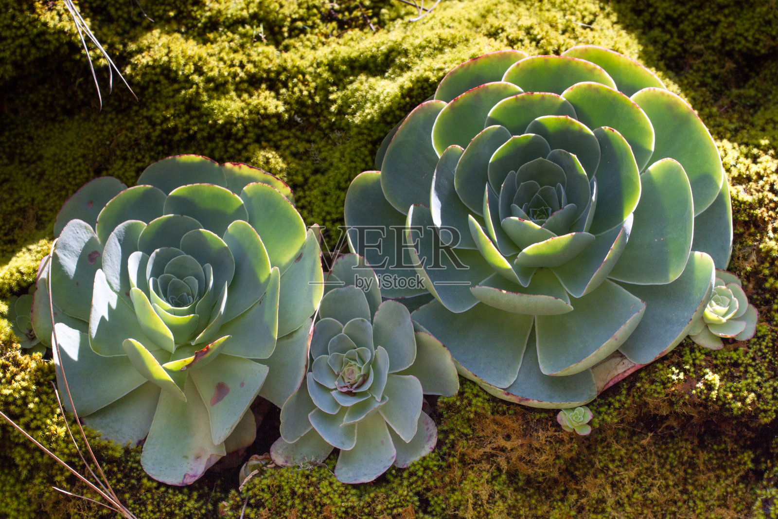 多肉植物秋孢的近景照片。卧室卷心菜照片摄影图片