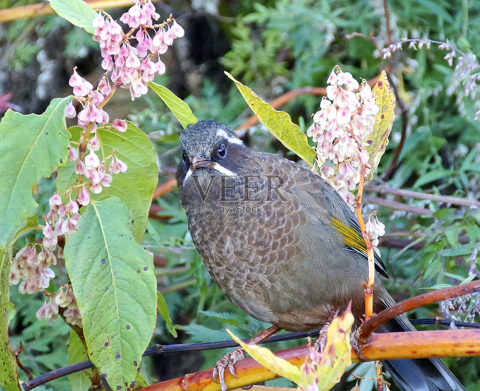 中国台湾笑画眉照片摄影图片