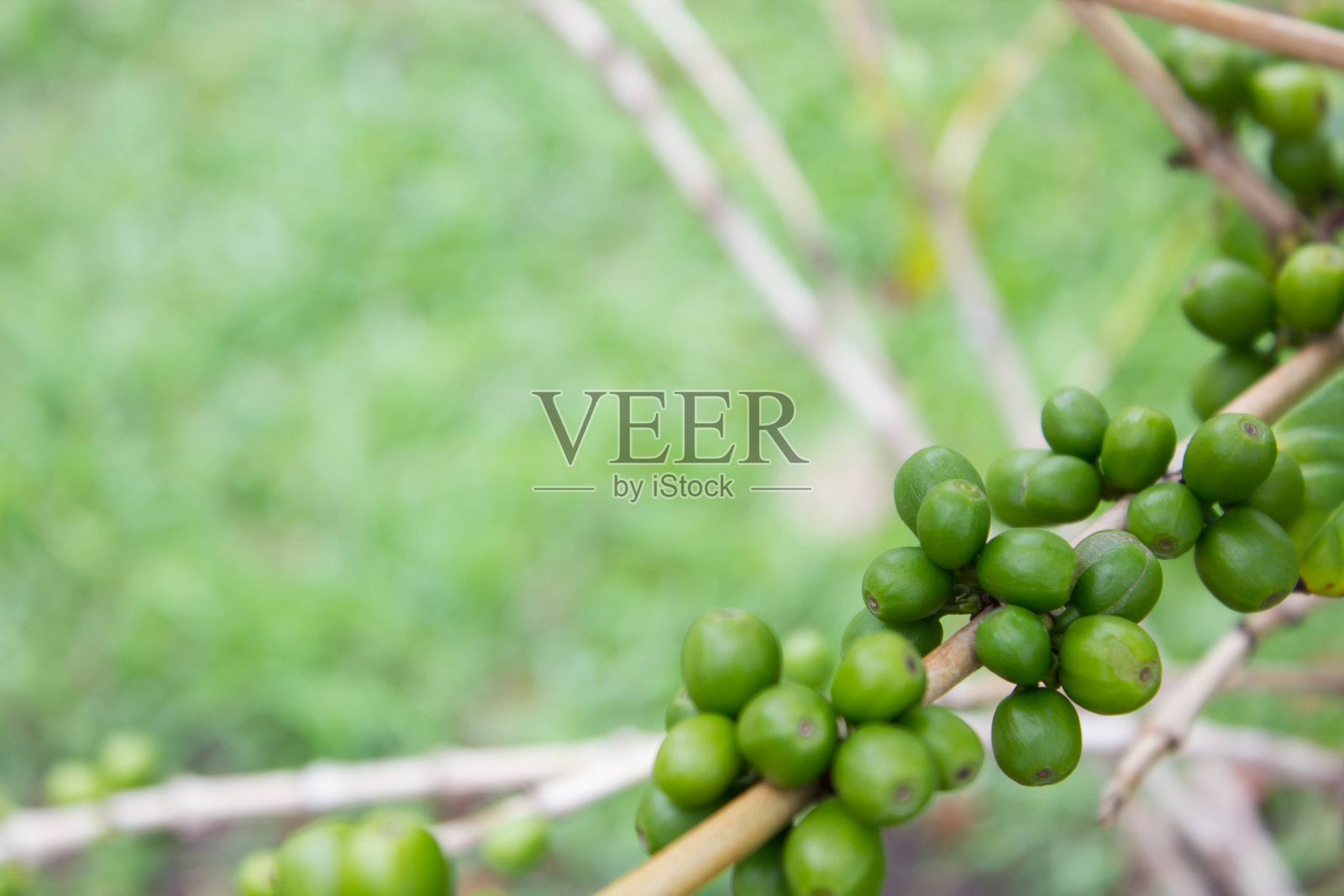 绿咖啡豆，自然背景的咖啡树照片摄影图片