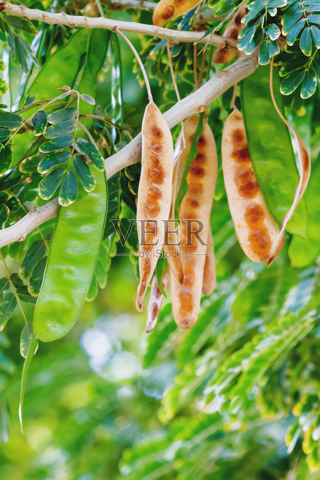 角豆树及其豆荚，埃及照片摄影图片