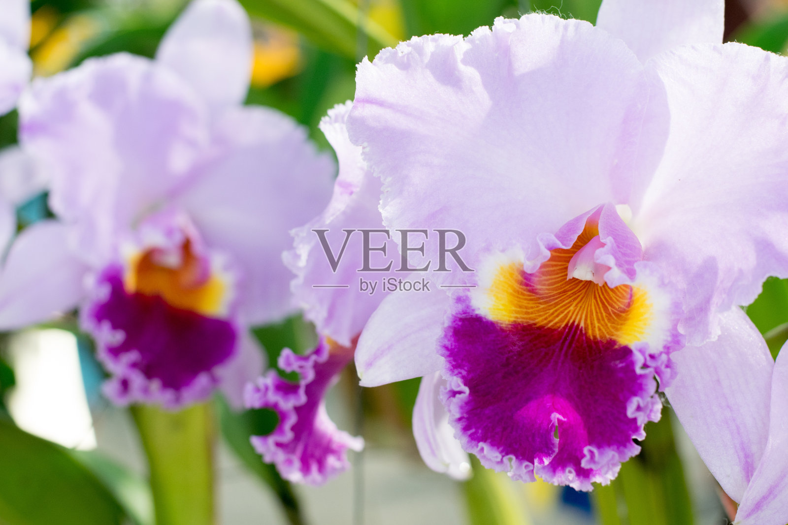 美丽的泰国兰花的特写照片摄影图片