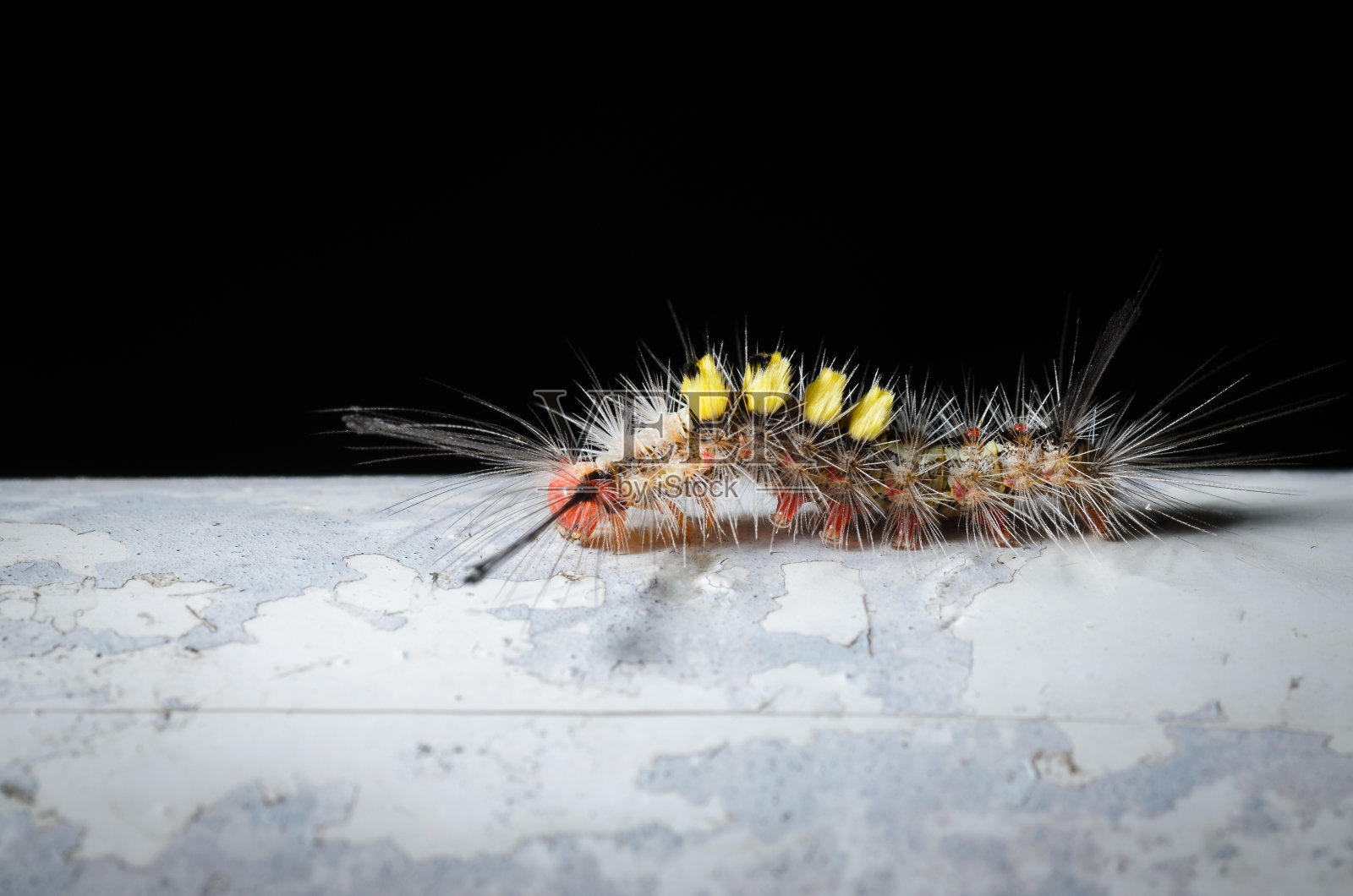 毛毛虫照片摄影图片