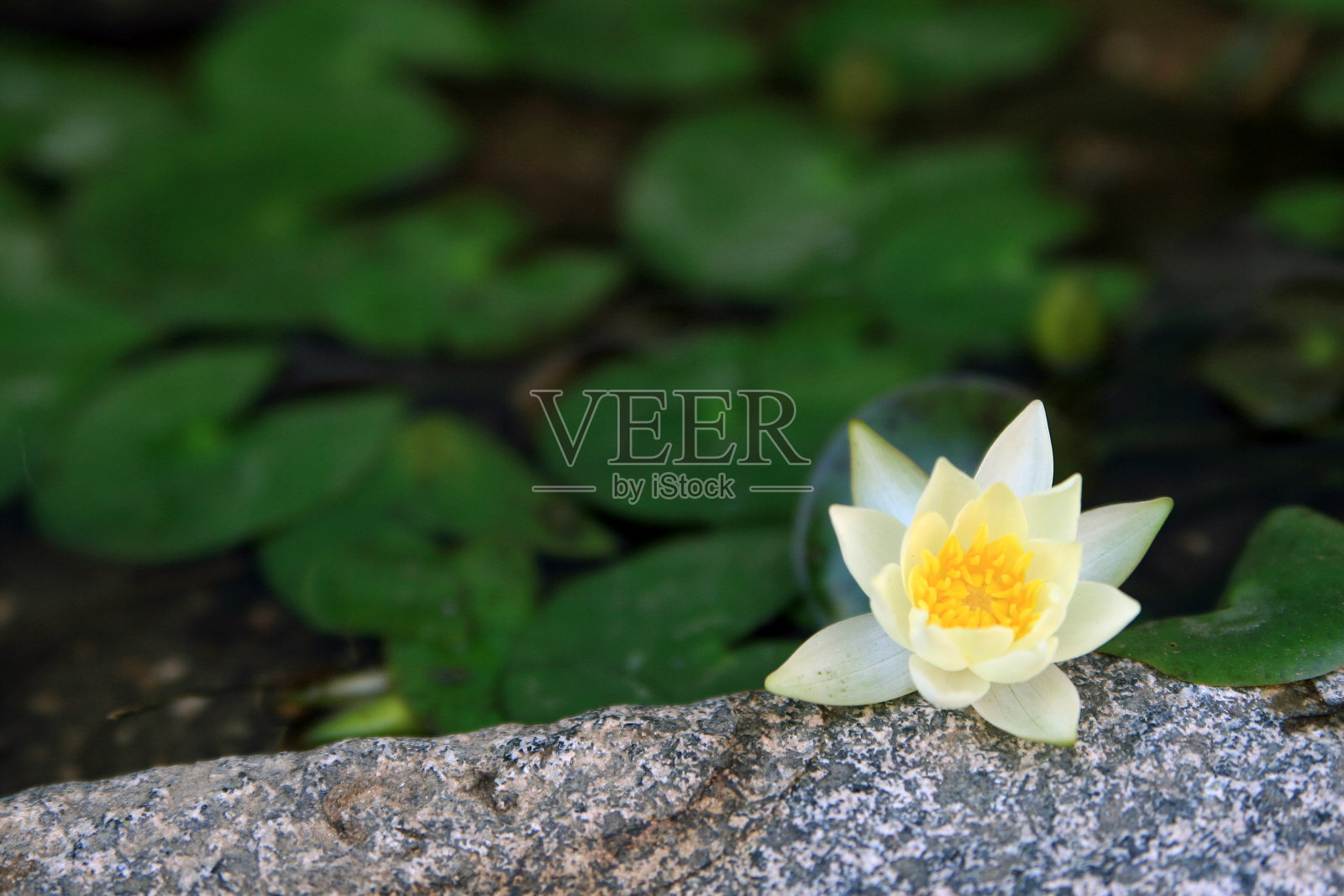 植物——莲花照片摄影图片