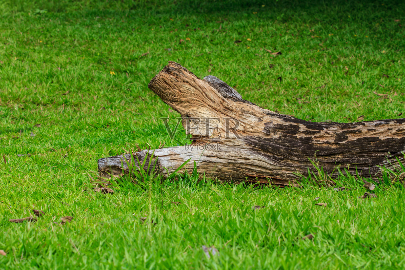树皮纹理照片摄影图片