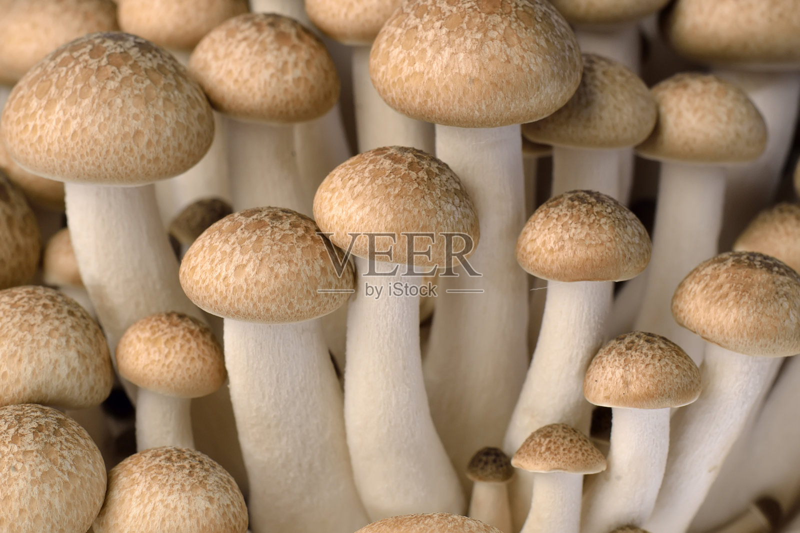 平菇照片摄影图片