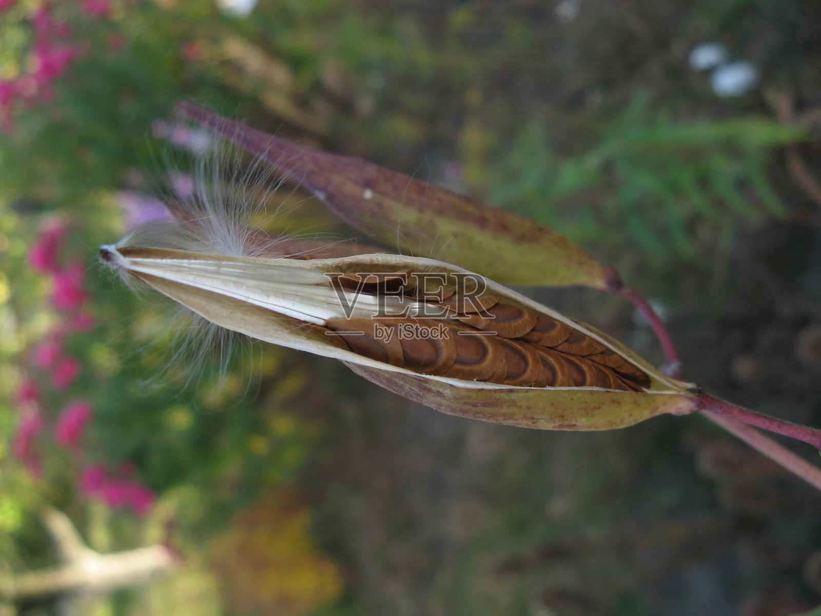 植物照片摄影图片