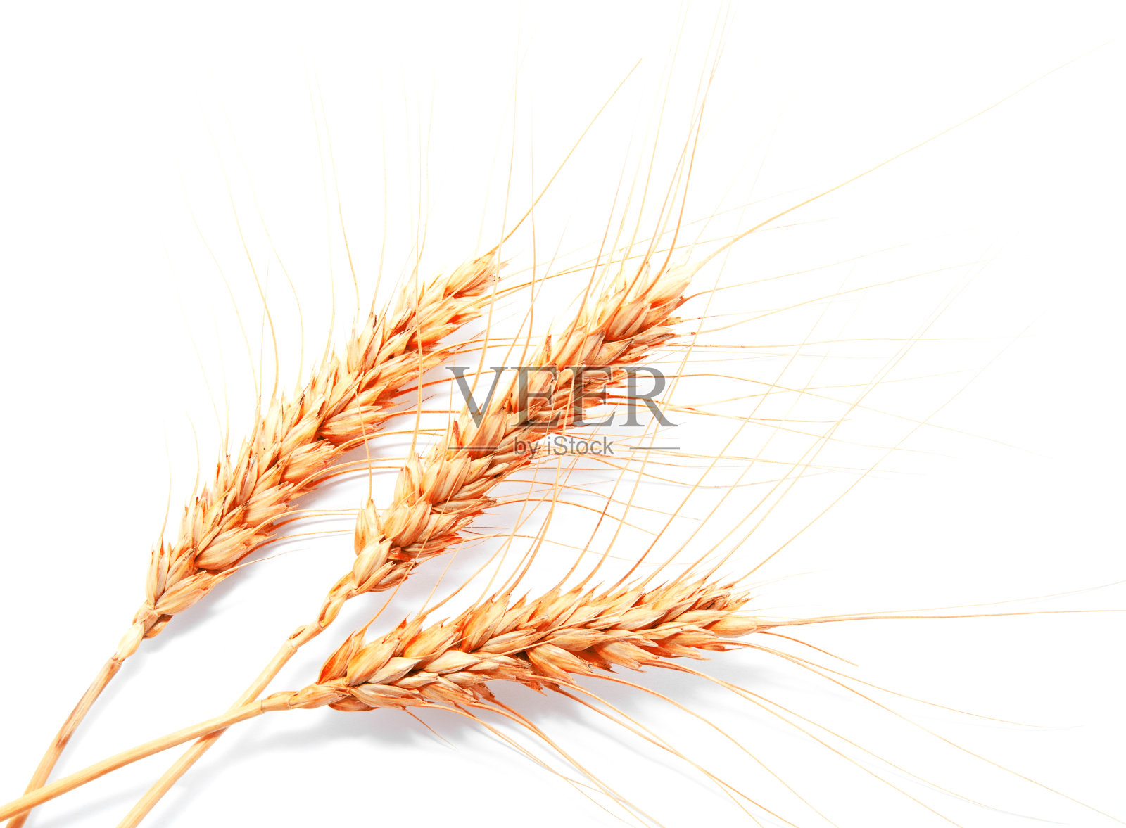 孤立在白色背景上的小麦穗照片摄影图片