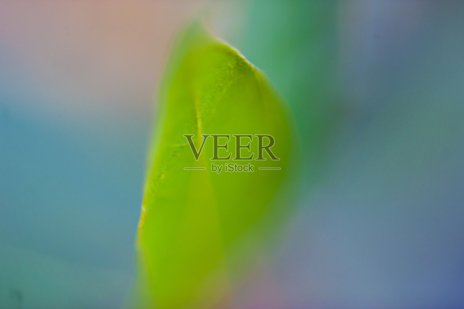 树叶微距特写照片摄影图片