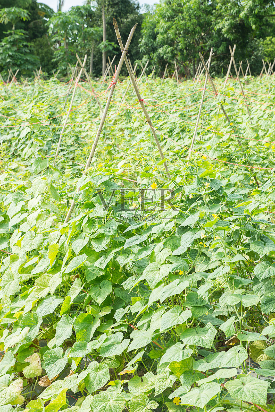 黄瓜种植农业。照片摄影图片